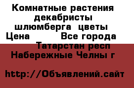 Комнатные растения, декабристы (шлюмберга) цветы › Цена ­ 300 - Все города  »    . Татарстан респ.,Набережные Челны г.